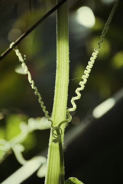 Ivy ile gölge — Stok fotoğraf