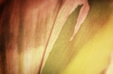 yaprakları ile gölge