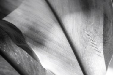 yaprakları ile gölge