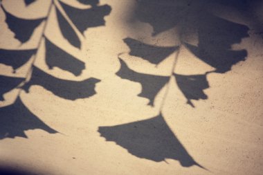 yaprakları ile gölge