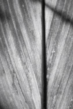 yaprakları ile gölge