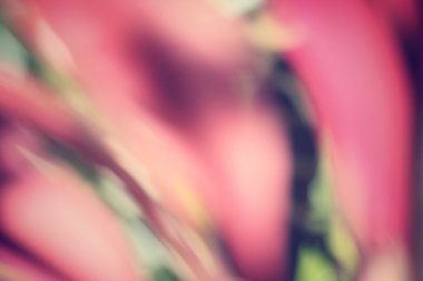 yaprak gölge ile bulanık