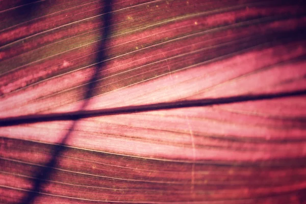 Листья с тенью — стоковое фото