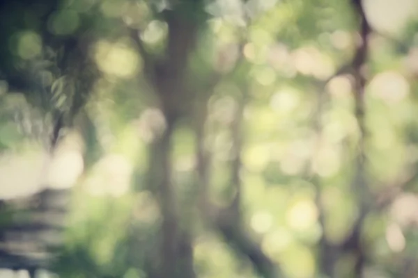 Bulanık orman — Stok fotoğraf