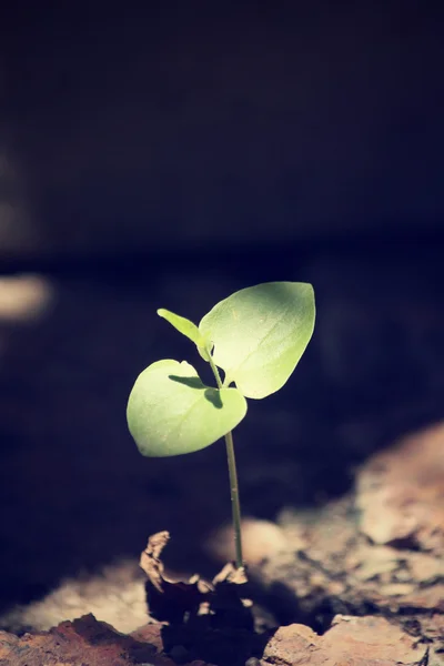 Plants on soil — Stock Photo, Image