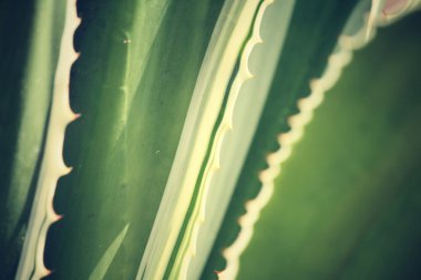 Agave bitki