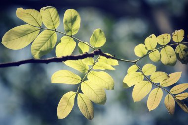 yeşil yaprakları sonbaharda