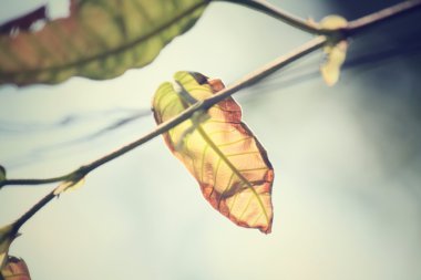 sonbahar yaprakları