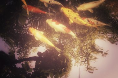 Sazan fishs gölge ağacı havuzda