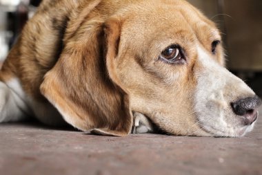 beagle köpek uyurken