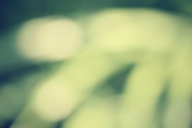 yaprakları bulanık