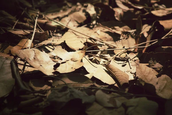 Gedroogde bladeren — Stockfoto