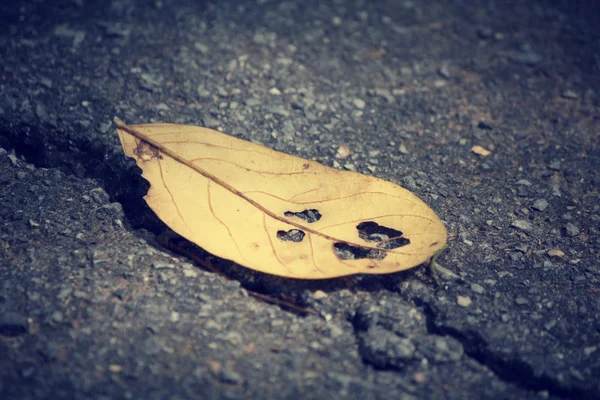 Dried leaves — Stock Photo, Image