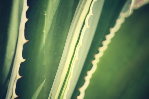 龙舌兰植物 — 图库照片