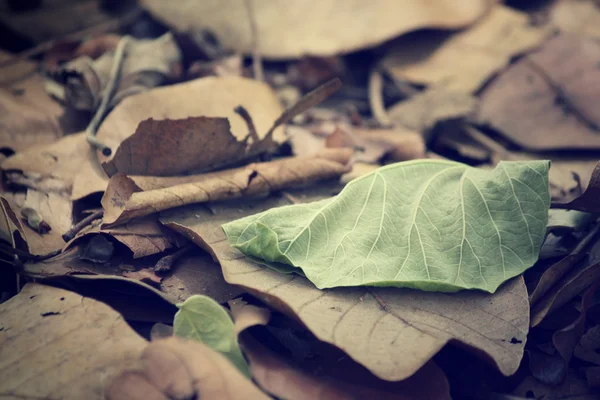 Feuilles séchées — Photo