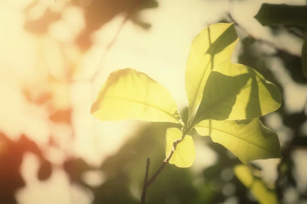 Hojas verdes en otoño — Foto de Stock