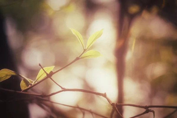 Gröna blad på hösten — Stockfoto