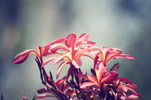 Vintage frangipani bloemen — Stockfoto