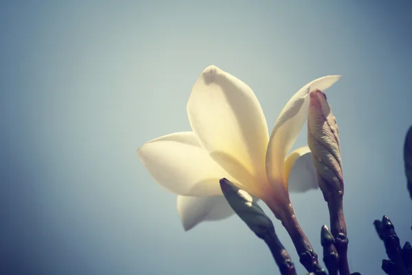 Vintage frangipani flowers — Stock Photo, Image