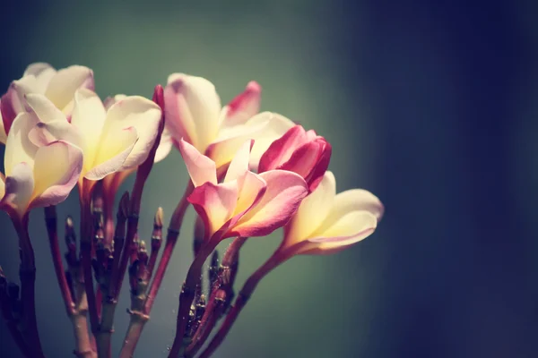 Vintage frangipani blommor — Stockfoto