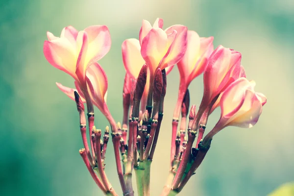 Flores de frangipani vintage —  Fotos de Stock