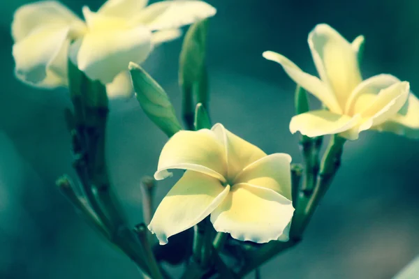 Vintage frangipani flowers — Stock Photo, Image