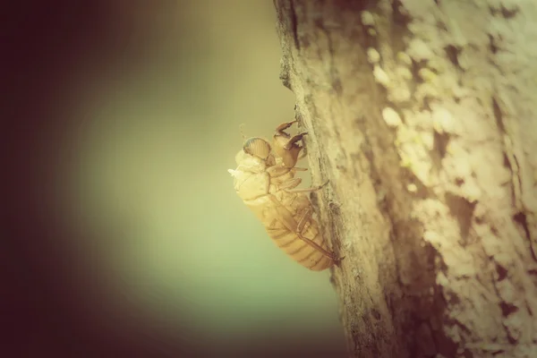 Cáscara de Cicada — Foto de Stock