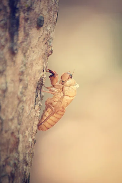 Cáscara de Cicada —  Fotos de Stock