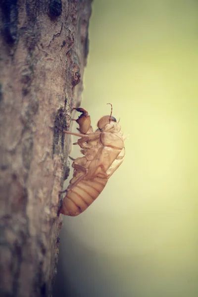 Cáscara de Cicada —  Fotos de Stock