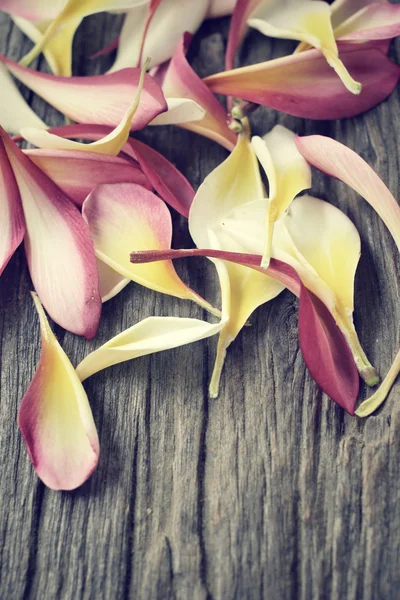 Petals frangipani flower — Stock Photo, Image