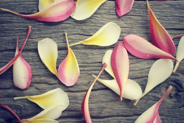 Petals frangipani flower — Stock Photo, Image