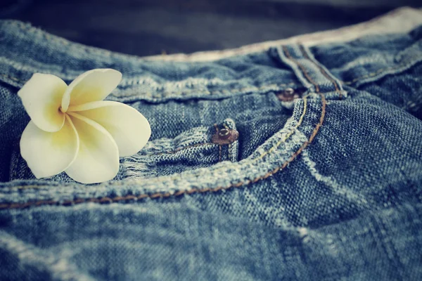 Jeans with frangipani flower — Stock Photo, Image