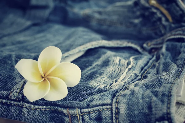 Jeans with frangipani flower — Stock Photo, Image