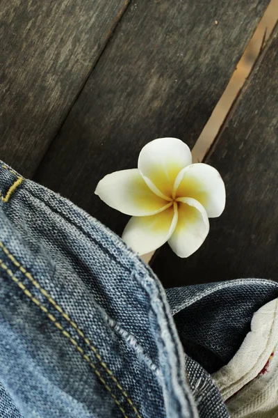 Džíny s květem frangipani — Stock fotografie