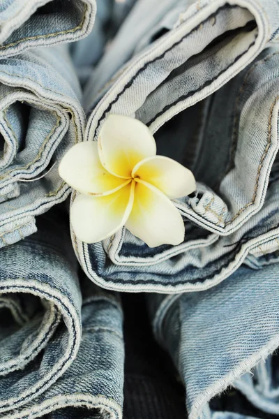 Jeans with frangipani flower — Stock Photo, Image
