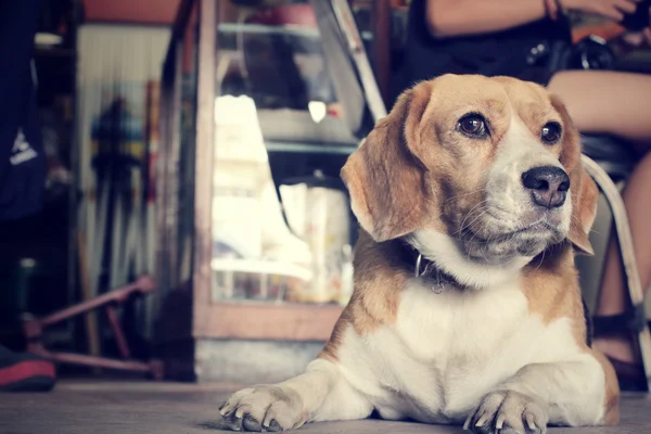 Chien beagle dormir — Photo