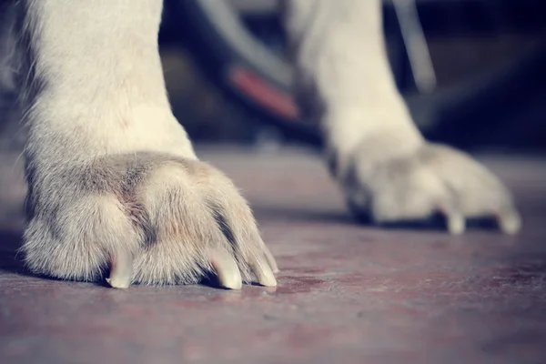 Piede del cane — Foto Stock