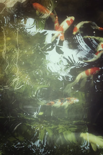 Рыба карпа в пруду с тенью дерева — стоковое фото