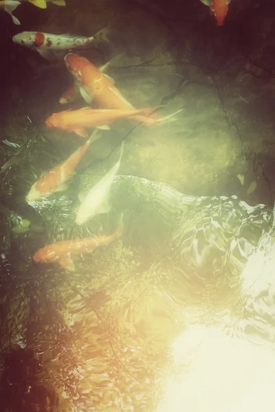 Коропові риби в ставку з тіньовим деревом — стокове фото