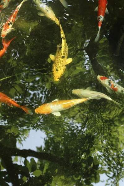 Karpfenfische im Teich mit Schattenbaum — Stockfoto