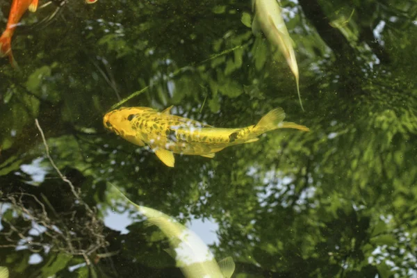 Коропові риби в ставку з тіньовим деревом — стокове фото