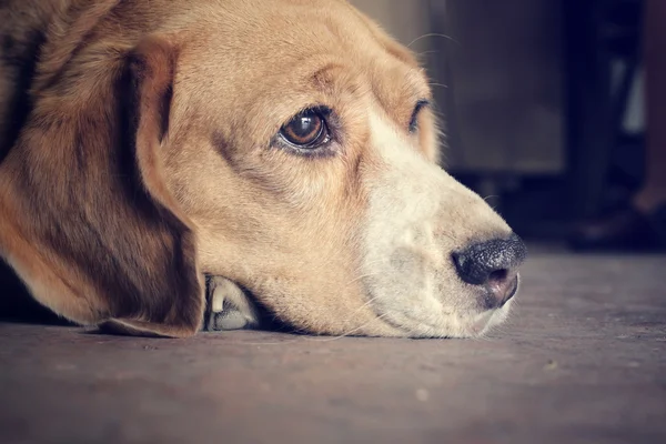 Beagle hond slapen — Stockfoto