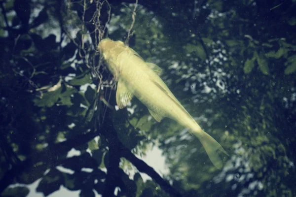 Peixes de carpa na lagoa com árvore sombra — Fotografia de Stock