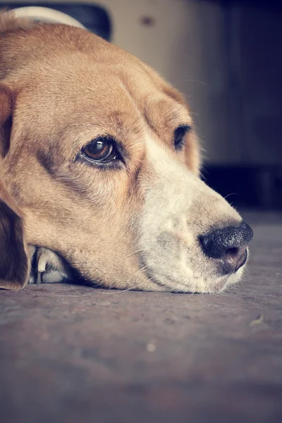 Beagle hond slapen — Stockfoto