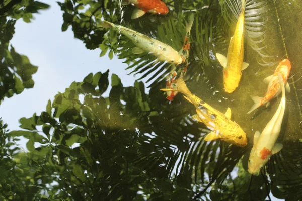 影の木と池の鯉 fishs — ストック写真