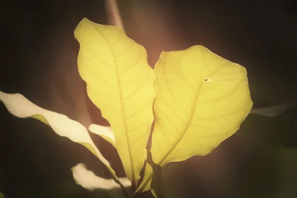 Hojas verdes en otoño — Foto de Stock