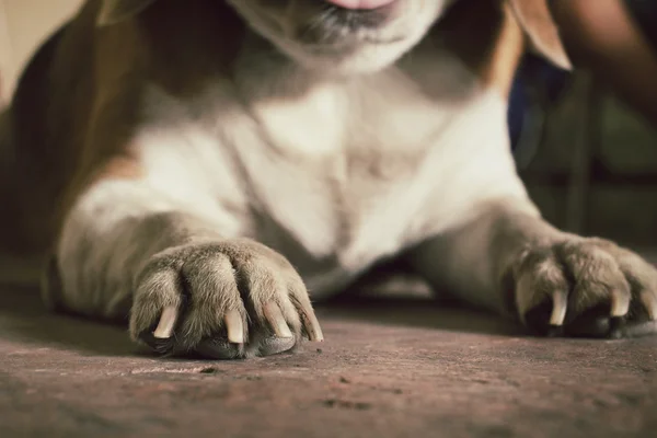 Psia stopa — Zdjęcie stockowe