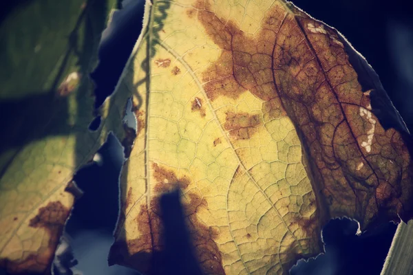 Feuilles sèches en automne — Photo