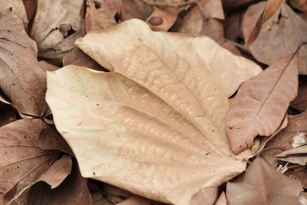 Feuilles séchées — Photo