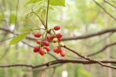 mucize meyve ağacı